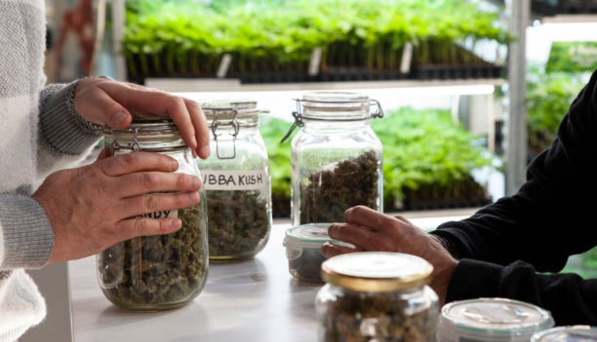 Jars of cannabis flower on a dispensary counter near Harry Reid International Airport in Las Vegas