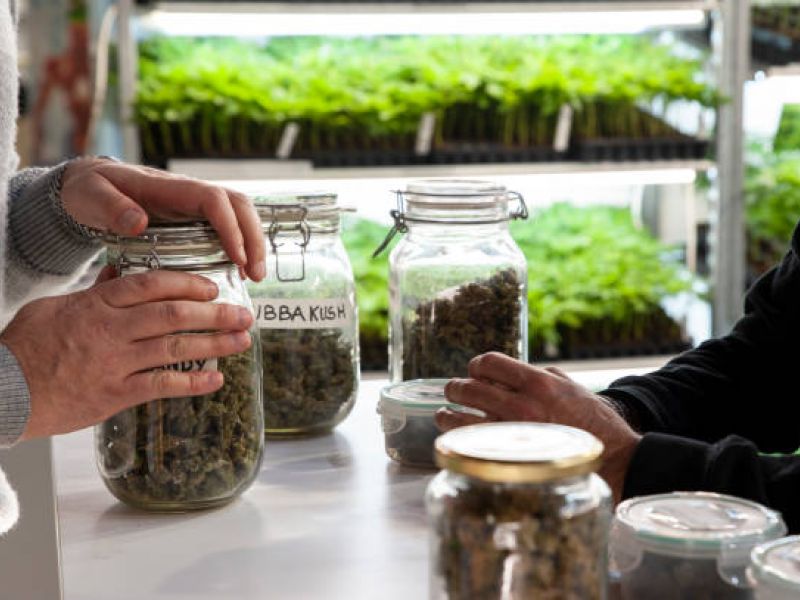 Jars of cannabis flower on a dispensary counter near Harry Reid International Airport in Las Vegas