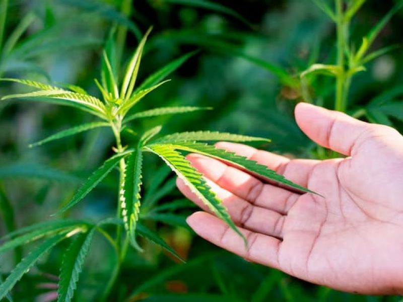Hand gently touching growing cannabis leaves representing 24/7 cannabis access at The Grove Las Vegas dispensary